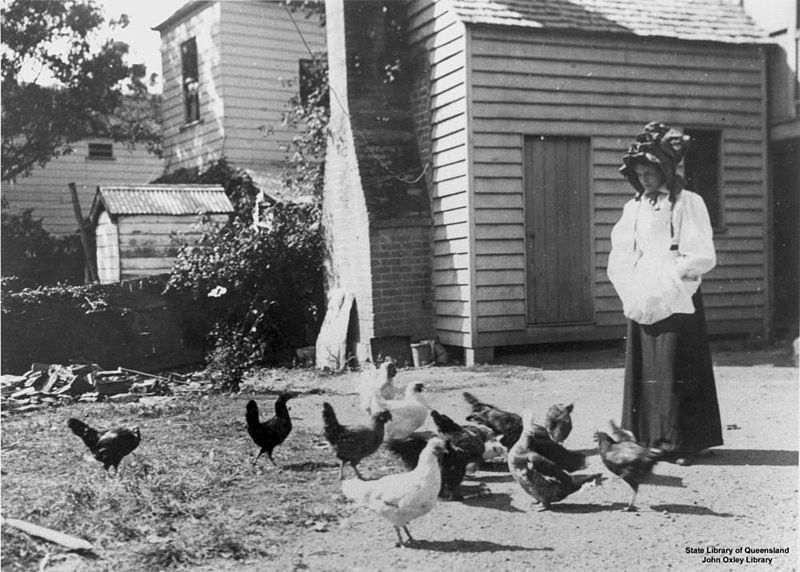 File:StateLibQld 1 48256 Feeding the poultry in the backyard at Ipswich, Queensland, 1900-1910.jpg