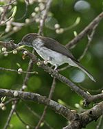 Çizgili Bulbul (Ixos malaccensis) - Flickr - Lip Kee.jpg