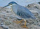 aves De Argentina