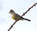 aves De Argentina