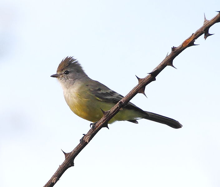 File:Sublegatus modestus - Southern scrub flycatcher.JPG