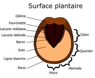 pied du cheval-sabot cheval-anatomie pied cheval