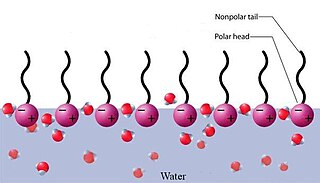 Pindaktiivsete ainete molekulid paiknevad veepinnal nii, et polaarne osa  jääb õhu-vee piirpinnal vee sisse ning hüdrofoobne ahel jääb vee keskkonnast välja.