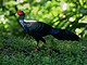 Swinhoe's Pheasant 0673.jpg