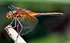 List Of Odonata Species Of Slovenia