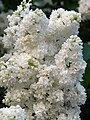 * Nomination Lilac (Syringa vulgaris) 'Mme Casimir Perier'. Botanical Garden of Moscow State University. --Kor!An 14:00, 1 June 2013 (UTC) * Decline Rather noisy and unsharp. Biopics 05:58, 6 June 2013 (UTC)