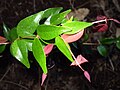 Miniatura para Syzygium luehmannii