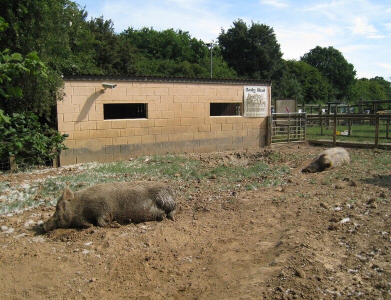 File:Tamworth pigs at the Rare Breeds Centre, Woodchurch, Kent.jpg