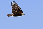 Tawny Eagle Aquila rapax.jpg