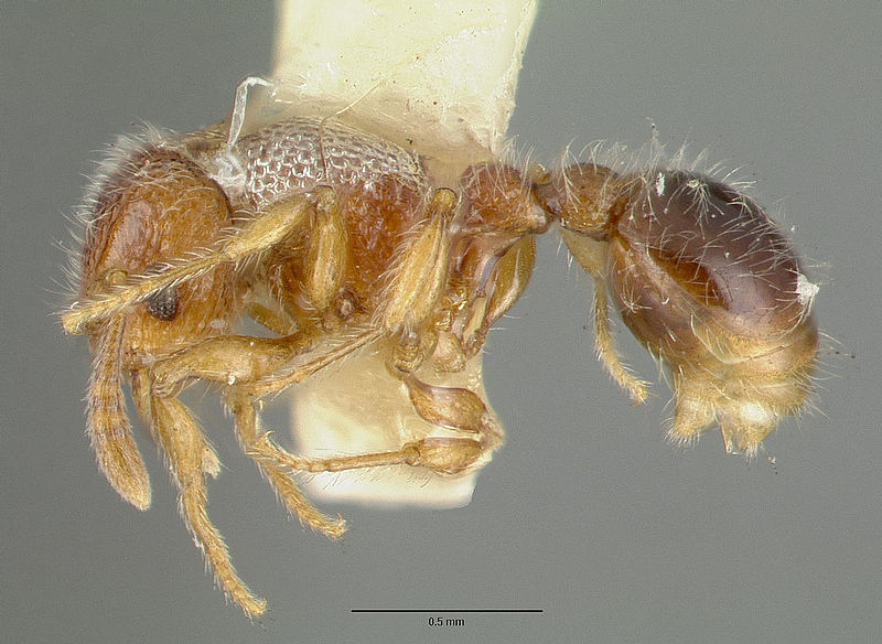 File:Tetramorium lanuginosum castype06959-01 profile 1.jpg