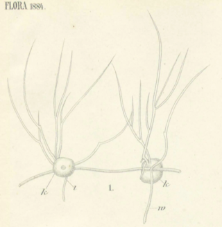 <i>Tetramyxa parasitica</i> Species of parasitic cercozoan