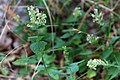 Teucrium scorodonia-Lundgamander2976 (4) - Flickr - Ragnhild & Neil Crawford.jpg