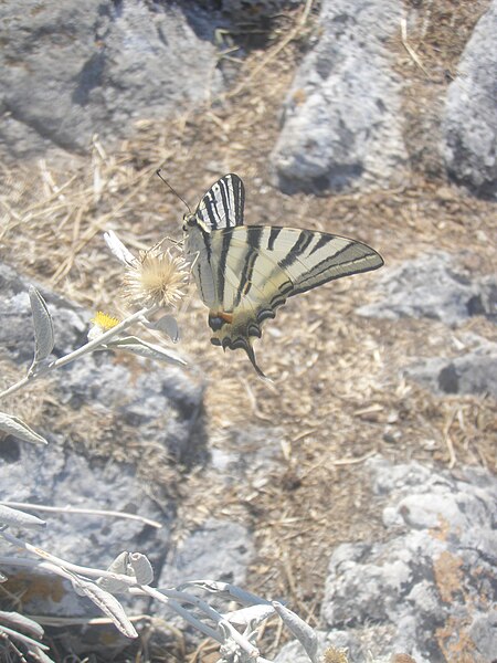 File:Thassos 8- Koningspage Iphiclides podalirius (4).JPG