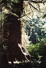 "Carmanah Giant", Carmanah Valley, Vancouver Island, British Columbia