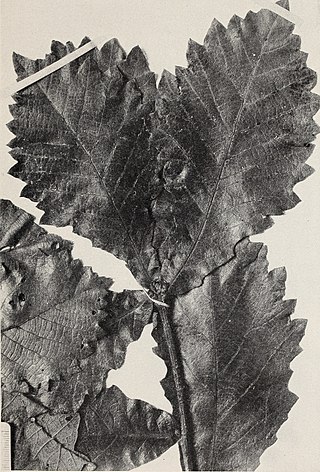 <i>Quercus peduncularis</i> Species of oak tree