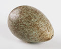 The Childrens Museum of Indianapolis - American crow egg side.jpg