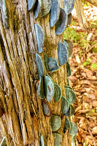 File:The Wish Tree on Isle Maree. 01.jpg