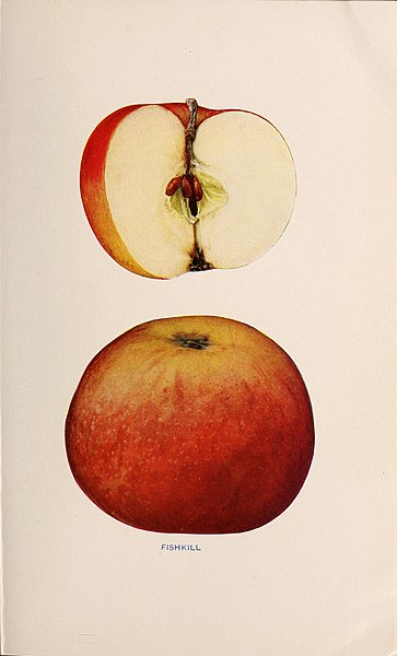 File:The apples of New York (1905) (19559358679).jpg