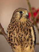 Common Kestrel (Falco tinnunculus)