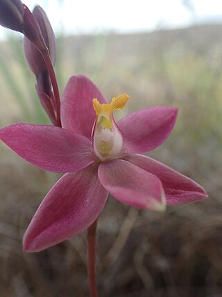 <i>Thelymitra maculata</i> Species of orchid