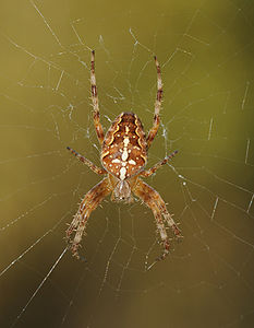 Araneus diadematus