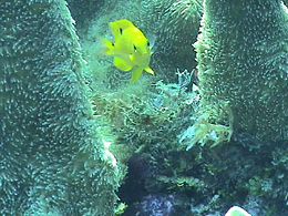 Stegastes planifrons серед коралів Dendrogyra cylindrus.