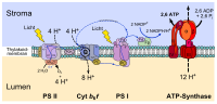 Vorschaubild für Photosystem I