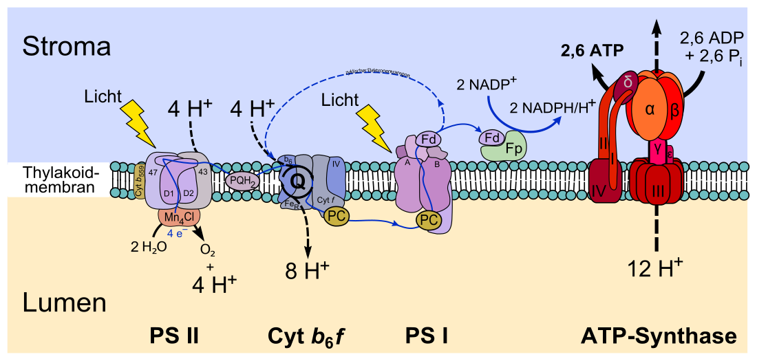 Photosystem I