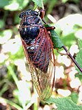 Vignette pour Tibicina haematodes