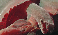 Tiburonia granrojo- noaa expl0827 detail1.jpg