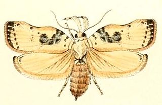 <i>Tonica</i> (moth) Genus of moths