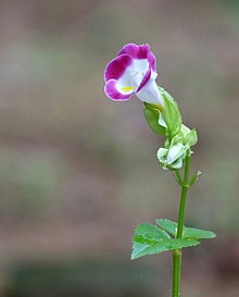 Kudayathoor.jpg сайтындағы Torenia fournieri