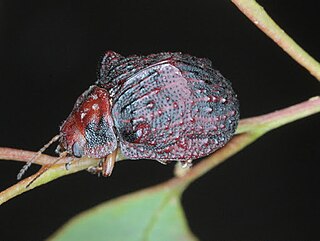 <i>Trachymela</i> genus of insects