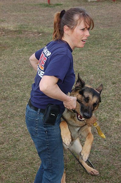 File:Training humans to master their rescue dogs Department of Homeland Security trains at Camp Atterbury DVIDS265018.jpg