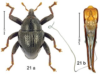 <i>Trigonopterus cricki</i> Species of beetle