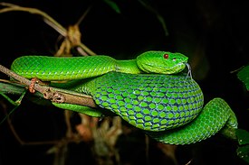 Myanmarinpuukyy (Trimeresurus popeiorum)