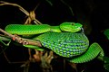 Trimeresurus popeiorum, Pope's pit viper - Doi Phu Kha National Park (46846412805).jpg