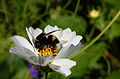 * Nomination Bombus terrestris --Sfu 19:10, 30 August 2008 (UTC) * Promotion Very good details and sharpness. --Lestath 13:07, 4 September 2008 (UTC)