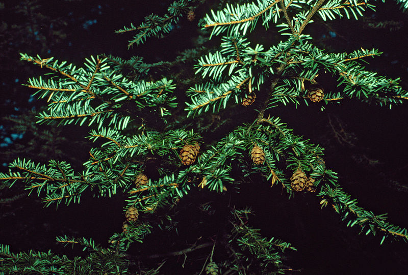 File:Tsuga canadensis foliage cones.jpg