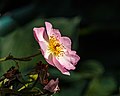 * Nomination Mien Ruys Gardens. Rosa 'Smarty'. --Famberhorst 04:59, 18 July 2018 (UTC) * Decline  Oppose, because the petals aren't in focus... Tournasol7 07:04, 18 July 2018 (UTC)