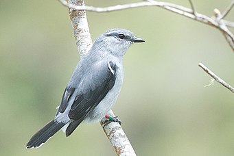 Tuit-tuit (coracina newtoni). Mâle adulte