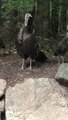 File:Turkeys foraging.webm