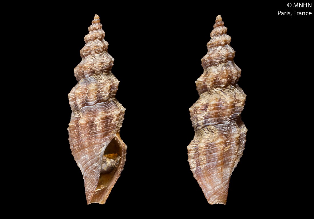 Turrella (gastropod)