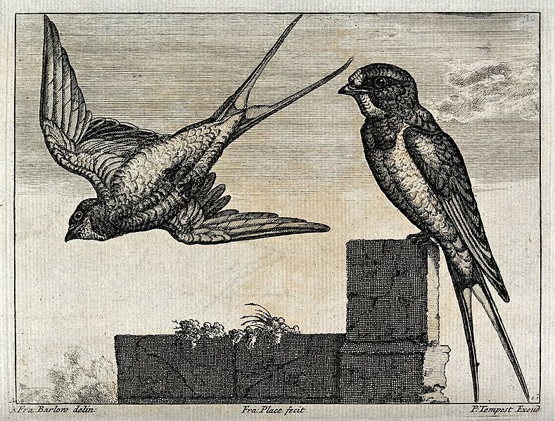 File:Two house martins or swallows. Engraving by F. Place, ca. 16 Wellcome V0022129.jpg