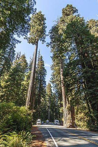 <i>Sequoia sempervirens</i> Species of tree