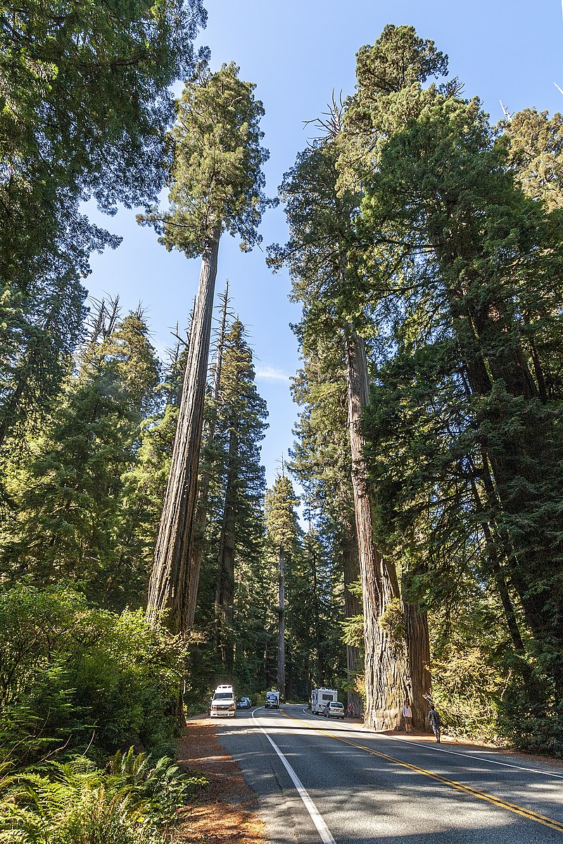 Tree volume measurement - Wikipedia