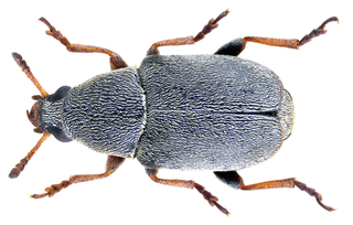 <i>Urodon</i> (beetle) Genus of beetles