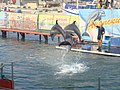 Миниатюра для Файл:Utrish Dolphinarium 3.JPG