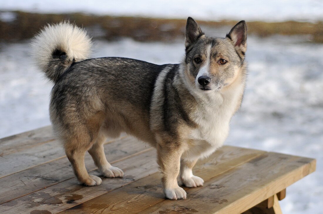 Swedish Vallhund