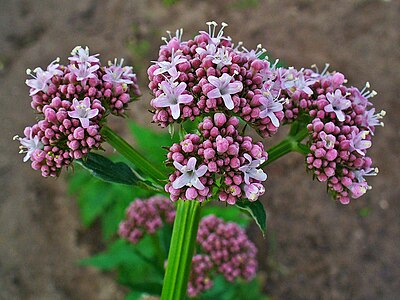 Valeriana officinalis Inflorescence